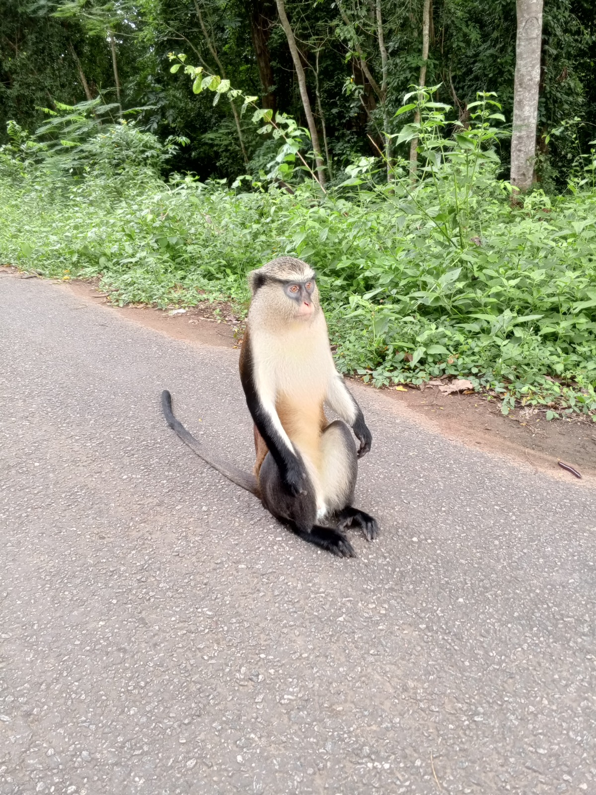 Singes